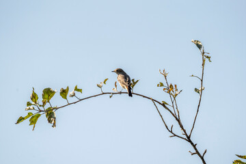 female redstart bird sitting on branch