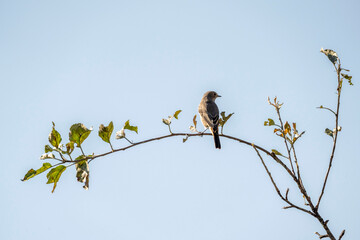 female redstart bird sitting on branch