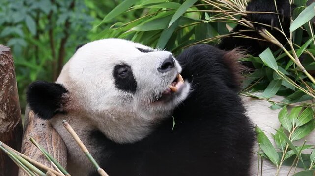 Close up Playful Male Panda , Le Bao, Everland, South Korea