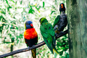 red green blue parrot