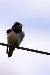 Barn Swallow (Hirundo rustica) in Turvey Nature Reserve, Dublin, Ireland – Commonly found across Europe, Asia, and Africa.