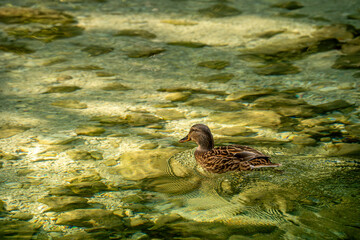 duck in the water