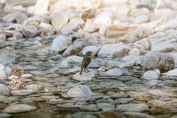 robin bird on the river