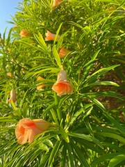 Orange Blossom Beauty