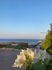 White Bougainvillea by the Sea