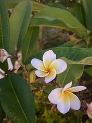  Frangipani Bloom