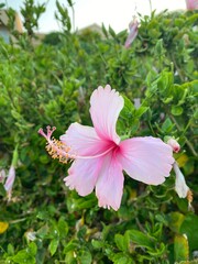 Hibiscus Beauty