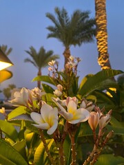 Frangipani Twilight