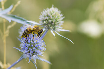 bee collecting nectar from a thorny wildflower close-up. honey bee on the meadow plant Eryngium. macro photo of an insect in nature. natural background, place for text