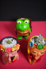 
flower pot with jade plant interior decoration