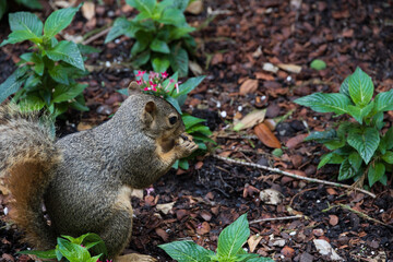 Squirrel in the flowerbed