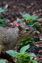 Squirrel close-up