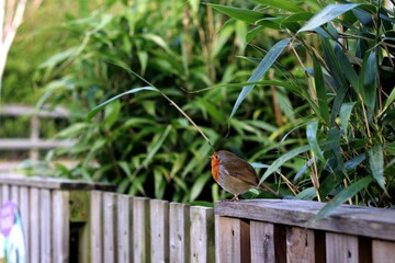 Colorful bird stand-alone background