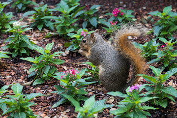Squirrel in the flowerbed