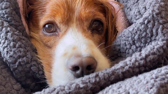Pampered dog wrapped in a blanket after a bath, real-life scene