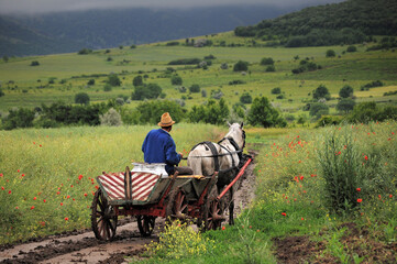 Obraz premium Horse wagon on a rural, dirt road between red poppies and yellow flowers. Romanian countryside image