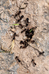 Carpenter ants, Camponotus spp, collecting leaves and grasses to take back to the nest, Milna, Brac Island, Croatia