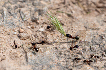 Carpenter ants, Camponotus spp, collecting leaves and grasses to take back to the nest, Milna, Brac Island, Croatia