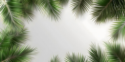 palm and tropical leaves on a white background. empty background for presentation