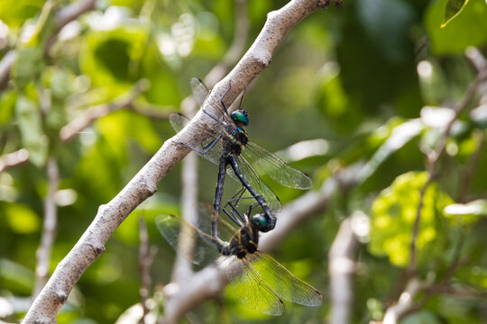 Two dragonflies on a tree branch