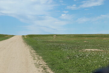 Antelope in the field