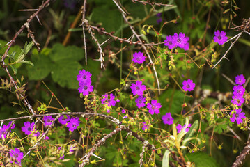 Geranium sylvaticum, the wood cranesbill or woodland geranium