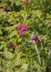 Lunaria annua, honesty, annual honesty. Wildflowers