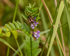 Vicia sepium, bush vetch. Wildflowers