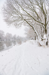 Snow-covered trees on the bank of a winter river.