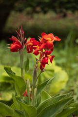 Indian shot, red flowering plant
