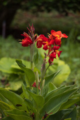Indian shot, red flowering plant
