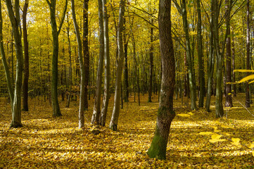 Young beech forest in autumn in the rays of the setting sun.