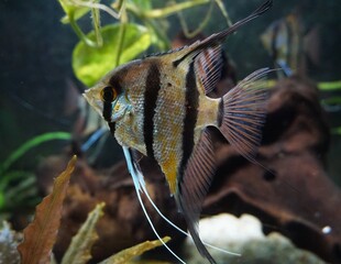 Unterwasser Fotografie: Buntes Close Up von einem Skalar oder Segelflosser, gestreifter tropischer...