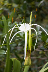 Beach spider lily close-up