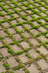 concrete pavement with grass growing between tiles