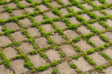 concrete pavement with grass growing between tiles