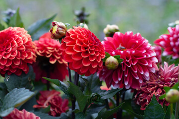 vibrant red dahlias in full bloom