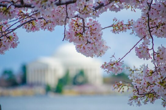 Cherry Blossoms in Washington, DC, USA