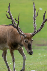 Portrait of a Pere Davids deer (elaphurus davidianus)
