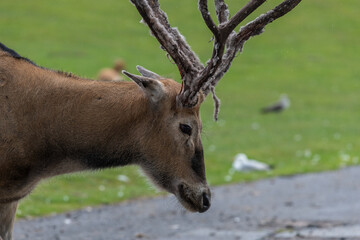 Portrait of a Pere Davids deer (elaphurus davidianus)