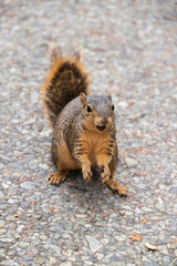 Squirrel on the ground
