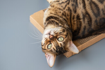 View from above. A cat rests on a scratching post. The animal is comfortable on cardboard. High...