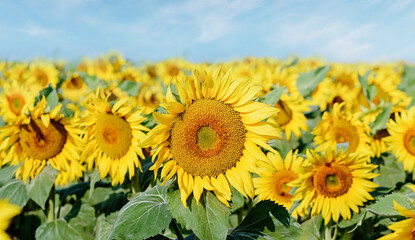 Obraz premium Beautiful sunflowers in the field