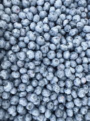 Lots of Fresh Delicious Blueberries. Texture close-up view of fresh bluberries. High quality photo