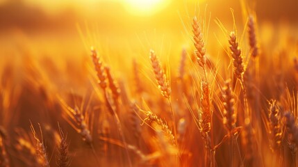 Organic wheat field harvest at sunset for abundant agriculture on fertile soil agribusiness concept