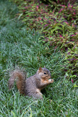 Squirrel in the grass