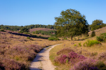 Nature landscape, The flowering Calluna vulgaris (heather, ling, or simply heather) on slope, Purple flowers on the hill side field, Posbank, Veluwezoom National Park, Rheden, Gelderland, Netherlands.