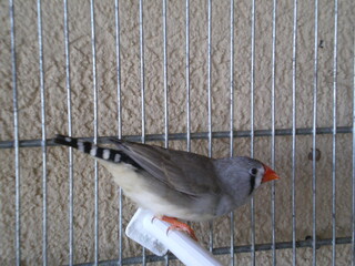 bird on the snow