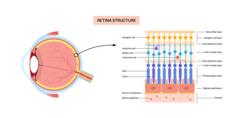 Retina structure poster