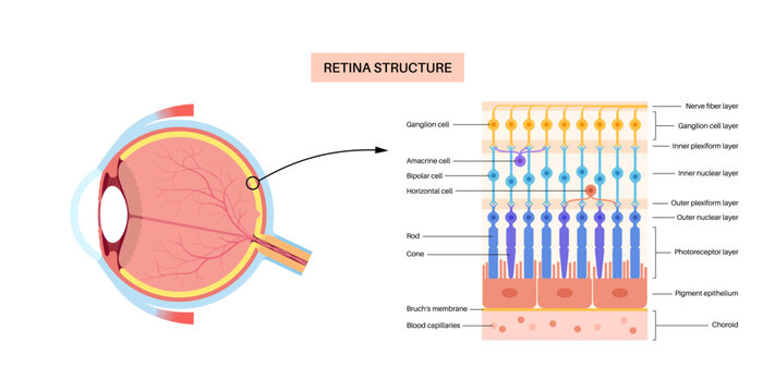 Retina structure poster